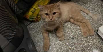 Persian Cat Female with kitten for ADOPTION