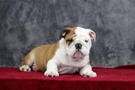 English bulldog impoterd puppy are available here