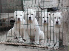 Alabai impoterd puppies available in Pakistan import from Egypt