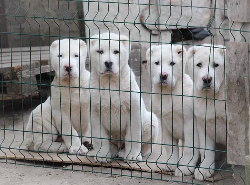 Alabai impoterd puppies available in Pakistan import from Egypt 0