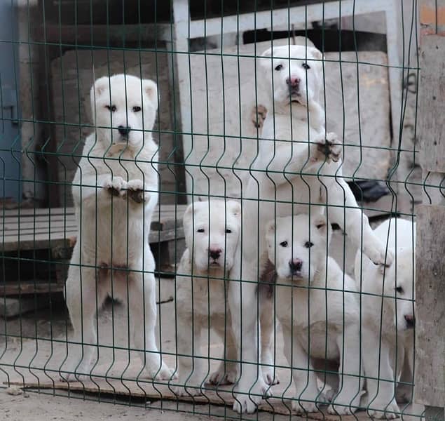 Alabai impoterd puppies available in Pakistan import from Egypt 1