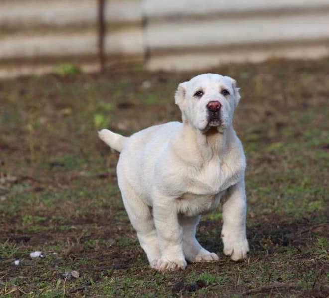 Alabai impoterd puppies available in Pakistan import from Egypt 2