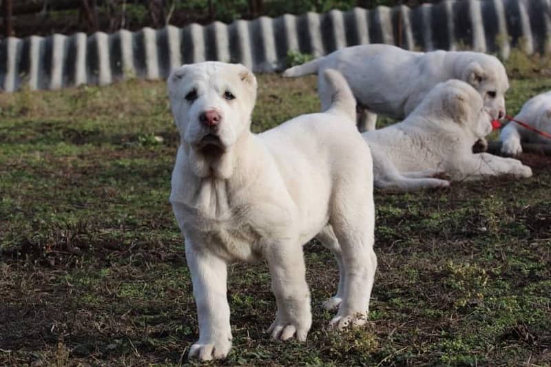 Alabai impoterd puppies available in Pakistan import from Egypt 4