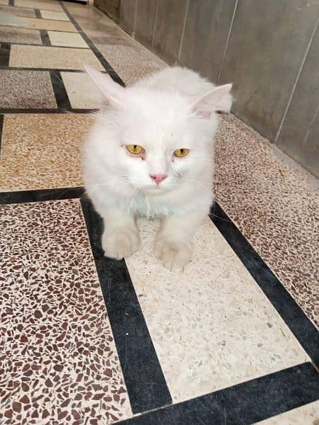Persian Cat  Male For Sale 1