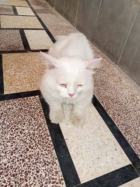 Persian Cat  Male For Sale 2