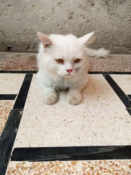 Persian Cat  Male For Sale 3