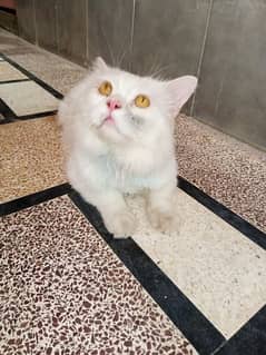 Persian Cat  Male For Sale