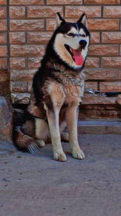 Siberian husky male dog for sale