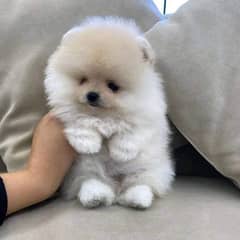 pomeranian