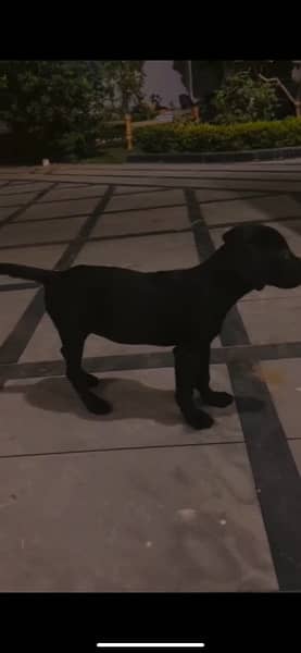 labrador female puppy available 0/3/1/6/5/5/6/6/4/3/3 1