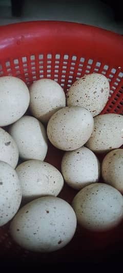 Pheasant eggs |چکور کے انڈے (Chakor ke anday)