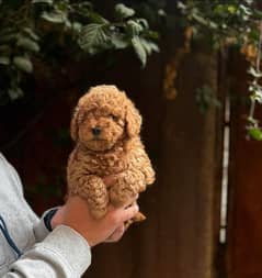 Toy poodle puppies are available in Pakistan