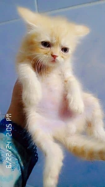 persian kittens double coated 2