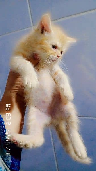 persian kittens double coated 3