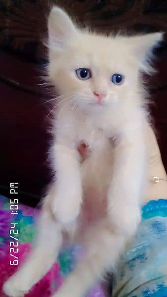 persian kittens double coated 5