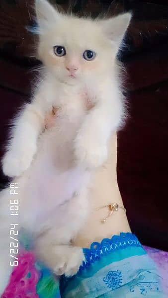 persian kittens double coated 6