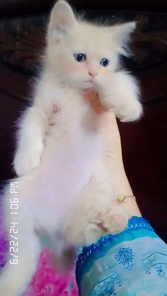 persian kittens double coated 7