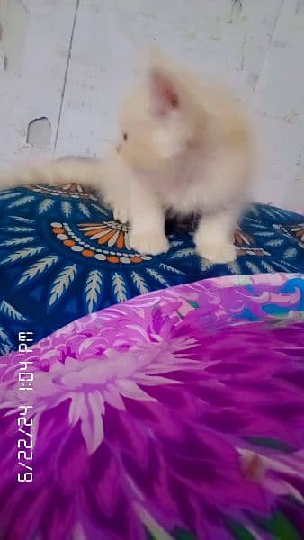 persian kittens double coated 9