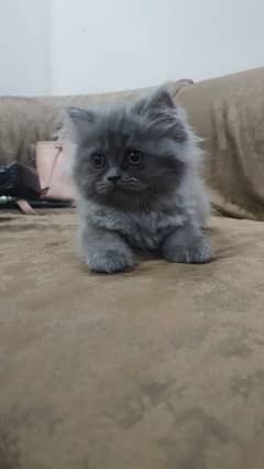 Persian furball available for sale