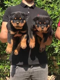 Rottweiler puppies are available for sale imported parents