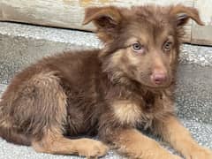 german shepherd long coat puppy