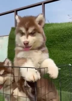 Siberian husky puppy are available for sale