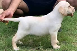 show class imported Bloodline puppy 03014615555  03240515624