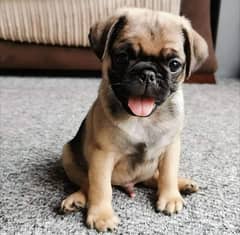 Pug pedigree puppies available for sale imported parents