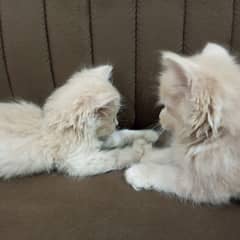 4 Kittens with Mom Cat