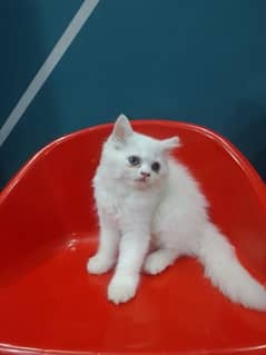 triple coated Persian kitten