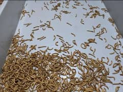 Mealworms 1 rupy per piece