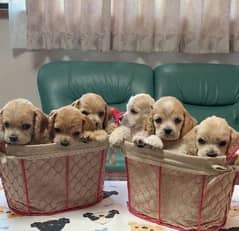 American cocker spaniel  imported pedigree puppies available