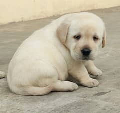 Labrador lover top quality male puppy looking for new home