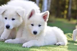 white shepherd pedigree puppies available here