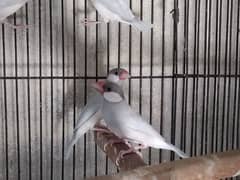 Silver jawa birds ready to fisrt breed 2500 pr pieec