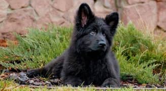 black German shepherd puppies are available here