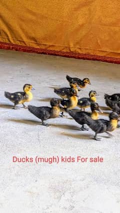Ducks (mugh) kids available. cute pet. 1 kid price Rs: 500