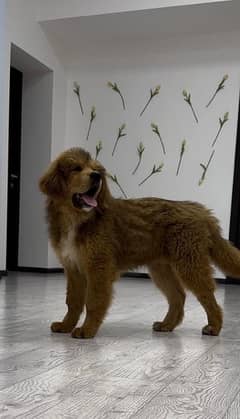 Tibitan mastiff imported puppy available for sale