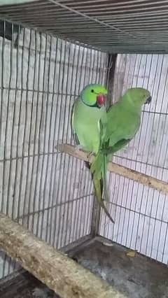 Green Ringneck breeder  pair for sale.