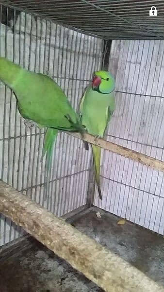 Green Ringneck breeder  pair for sale. 1