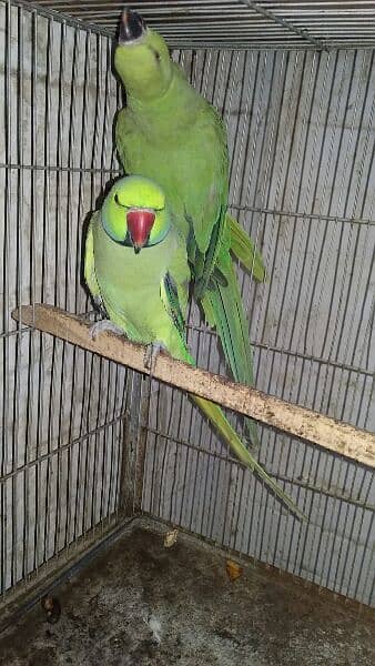 Green Ringneck breeder  pair for sale. 2