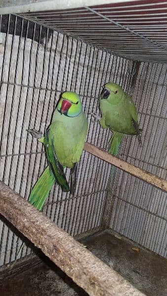 Green Ringneck breeder  pair for sale. 3