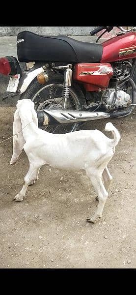 goats for sell 1