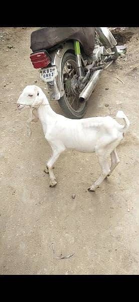 goats for sell 4