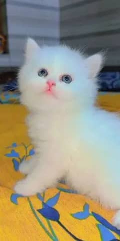 cute Persian cats