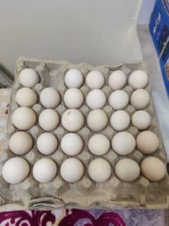 Aseel Desi eggs for sale 0