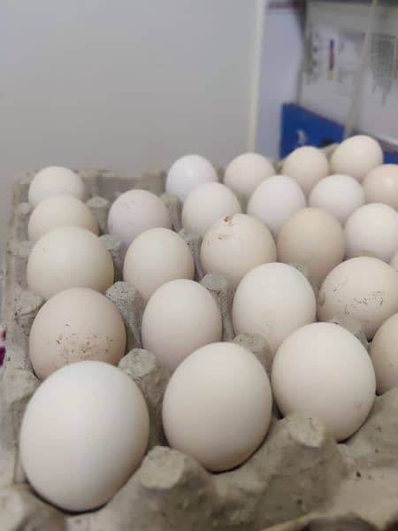 Aseel Desi eggs for sale 3