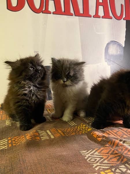 45 days kittens for sale 2