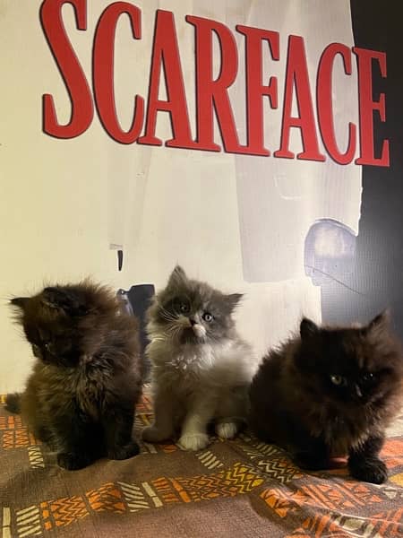 45 days kittens for sale 5