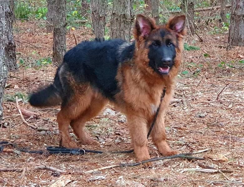 German shepherd female available for sale 2